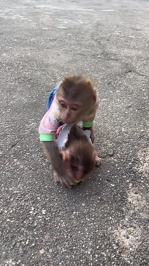 Funny Monkey Takes Apple from Human