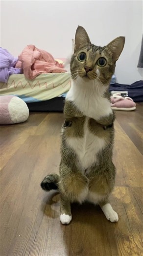 Curious Cats Watch AC Repair Outside — Cute Reaction Video