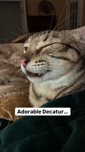 Stella & Decatur are looking for a forever home in Austin, Tx! They became besties in our rescue and are looking for a family to call their own together! Decatur came all the way from the island of Roatan, Honduras in search of a forever home! Sadly, in Roatan kittens and cats are mistreated and killed, and the rescue Flight Angels of Roatan, helps save these cats by reaching out to rescues to fly them to the U.S. and help them give all these animals a second chance! He is such a sweet, lovely 1