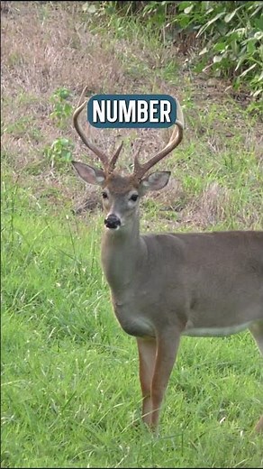 Things to look for when identifying staging areas #Whitetail #Deer