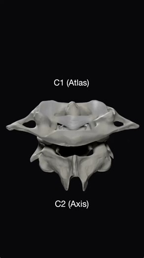 Fisioterapia en Movimiento on Instagram: "El Atlas (C1) y el Axis (C2) son las dos primeras vértebras de la columna cervical y juegan un papel fundamental en la movilidad y soporte de la cabeza. Atlas (C1) • Es la primera vértebra cervical y se articula directamente con el cráneo (hueso occipital). • No tiene cuerpo vertebral, estando formado por un anillo óseo. • Permite movimientos de flexión y extensión, como cuando hacemos un gesto de “sí” con la cabeza. Eje (C2) • Es la segunda vértebra cer