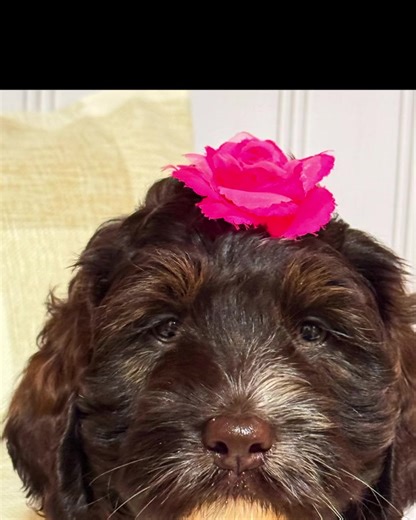 DELIVERY TO LINCOLN, NEB. TOMORROW 5/22 Piper is a medium to small standard Australian Labradoodle. She will mature around 40 lbs-45lbs as an adult. She is ready for her forever home now. I can bring her with my to Lincoln, Nebraska tomorrow, Wednesday, May 22nd to save you the trip down! Contact us for more info. #lincoln #lincolnnebraska #omaha #omahanebraska #australianlabradoodle #labradoodlepuppy #puppylove #doodledelivery #labradoodle #labradoodlenation | Blessed Day Doodles