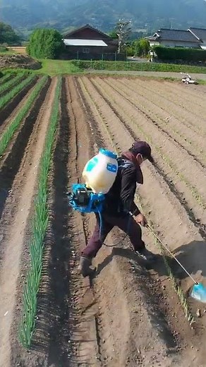 #0062 【末永Ⅰ】初夏ネギ土寄せと夏ネギ除草剤散布 2022年5月21日