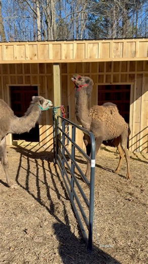 If you didn’t know camels are very dramatic over the simplest tasks😂 | Our Life Adventures