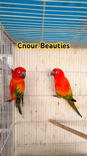 The Stunning Beauty of High Red Factor Sun Conure 🦜 #reels #viralreels