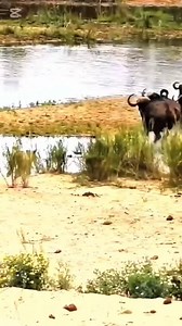 36K views · 2K reactions | A Pride of Lions vs. a Herd of Buffalo A...