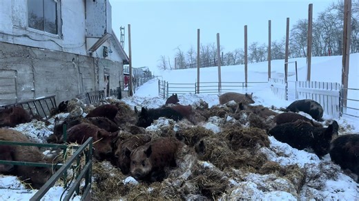 -17 °C winds blowing & they’re a snug as bugs in a rug! #pigs #naturalbehavior #compost #regenerativeagriculture #saskatchewan