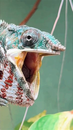 Encantadores camaleones: Sonidos y curiosidades de estos fascinantes reptiles