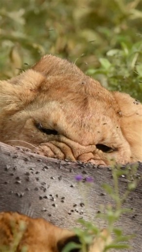 250K views · 2.8K reactions | The future pride feasting. Every bite strengthens their survival skills for life in the wild. Nature’s classroom is always in session. #LionCubs #WildlifeMagic #fblifestyle #skills #hunting #FamilyTime #porcupinetours | Porcupine Tours | Facebook
