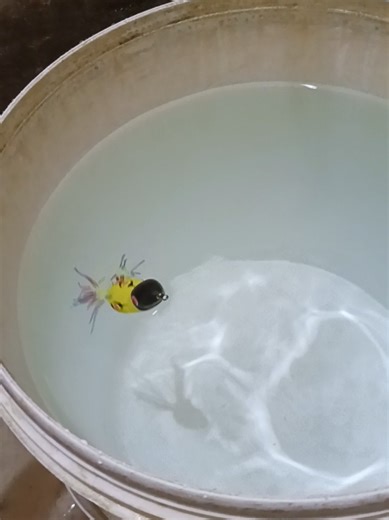 a fishing lure #mancingpekanbaru #tokopancingpekanbaru #riau #afishing #fyp