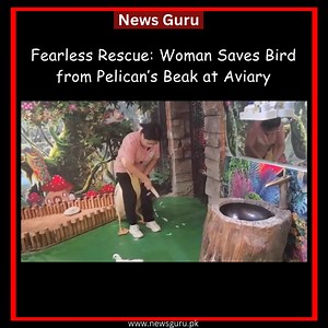 207K views · 280 reactions | In a heart-stopping moment at an aviary, a fearless woman stepped in to rescue a tiny bird from the jaws of a pelican! Her calm and quick reaction saved the day — proof that heroes come in all forms. NO COPYRIGHT INFRINGEMENT IS INTENDED. #NewsGuru #BirdRescue #AviaryLife #PelicanDrama #AnimalLovers #WildlifeMoment #QuickThinking #FearlessWoman #ViralVideo #viralvideochallenge #trendingvideo #trendingnow #trend | News Guru | Facebook