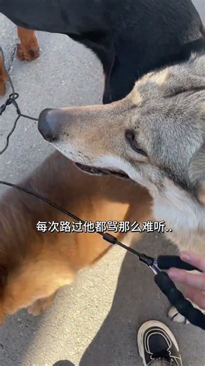 Why is it so hard to have a fight.._Animal confusing behaviors_The joys of having a dog...