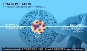 【高清中字】【高中生物】DNA复制过程动画详解