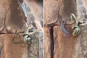 17K views · 30 reactions | Gecko vs. snake fight comes with a surprise twist.  | New York Post Lifestyle | Facebook
