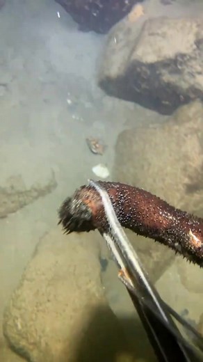 Diving to meet clown fish sleeping on sea anemones, and catch big blue crabs #油有全全全全全全全_2 #油有 #油油有 | Misty Ziegler