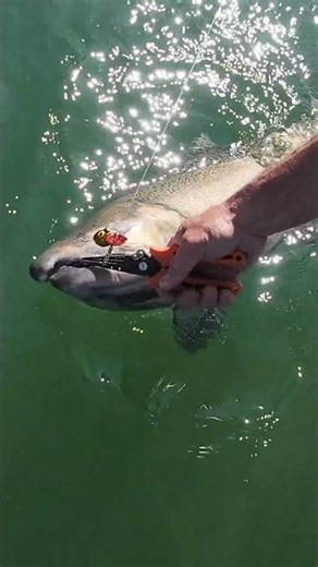 Back Trolling Brad’s Wigglers for King Salmon!