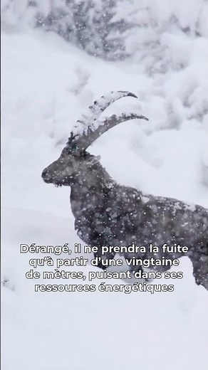 🐏 Conseils pour ne pas déranger le bouquetin durant l’hiver