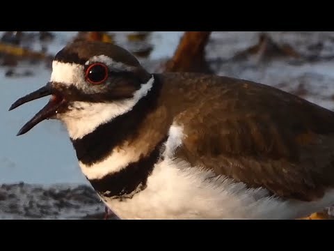 Killdeer bird call / song /sounds