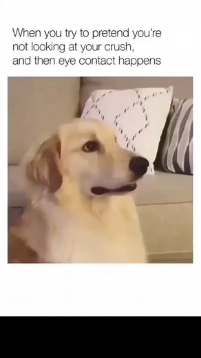 DOGS on TikTok