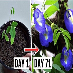 28K views · 536 reactions | How to grow & harvest butterfly pea plant | Garden TV | Facebook
