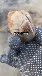 10K views · 120 reactions | MATA NG BUG-ATAN GUMAGALAW NG MAKITA KO SA MAY TUBIG-DAGAT!寧寧寧 @highlight #followersシ゚ #trendingreel #clamshell #everyoneactive #fbviralvideo #Seafood #friends | Marites Garcia - Zurbito | Facebook
