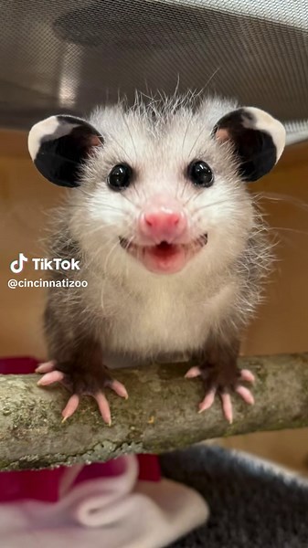 Meet Ellie, the rescued orphaned opossum at the Cincinnati Zoo! 🥹😍🤩