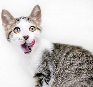 RECETAS PARA GATOS FÁCILES Y SALUDABLES (Video tutoriales)