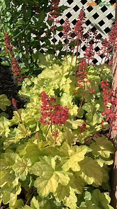 2.7K views · 32 reactions | Best Full Shade Plants to Beautify Your Garden | India Gardening | Facebook