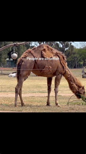 Understanding Zoo Animal Abuse and Its Impact