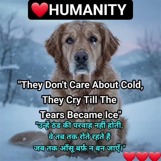 ||❤️|| Humanity || Caring Dogs