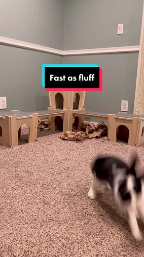 Speed #rabbitsoftiktok #petsoftiktok #bunnylover #zoomies #binky #cutebunnies