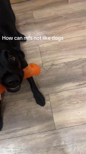 The Joy of Loving Dogs Unconditionally