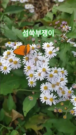 국화과 섬쑥부쟁이 #쑥부쟁이 #섬쑥부쟁이#국화과식물 #부지깽이나물 #박서진가슴은알죠 #박서진