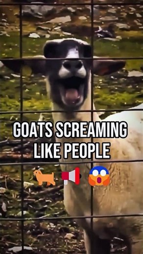 9 Goats That Scream Better Than You