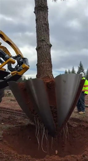 You WONT Believe How This Tree Gets Moved!