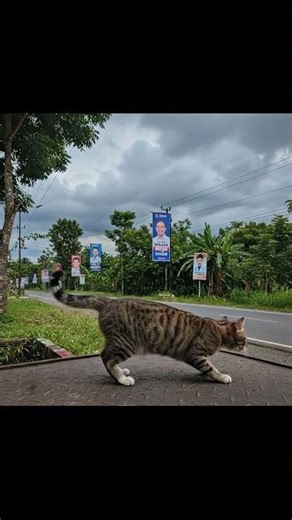 Angry Cat Gets Jump-Scared by LOUD Truck Horn (Funny Feline Reaction!)
