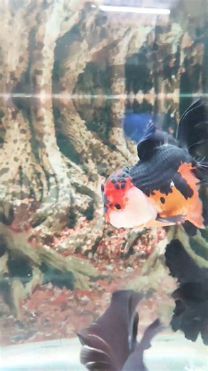 exotic gold fish..... #panda # #a4aquarium #ytshorts #viralvideo