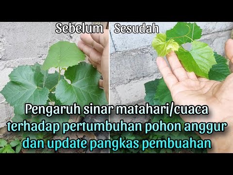 Efek sinar matahari terhadap pertumbuhan pohon anggur dan update pangkas pembuahan