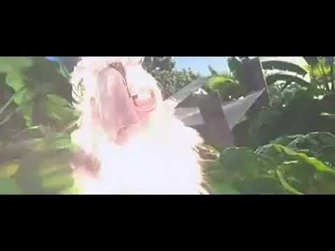RIO monkey with camera (in the end of movie)