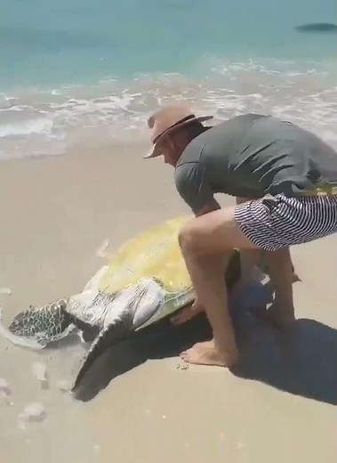 Saving a Helpless Sea Turtle Stuck on Its Back! ❤️🐢