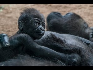 Baby Gorilla Sleeping and Clinging to Mom
