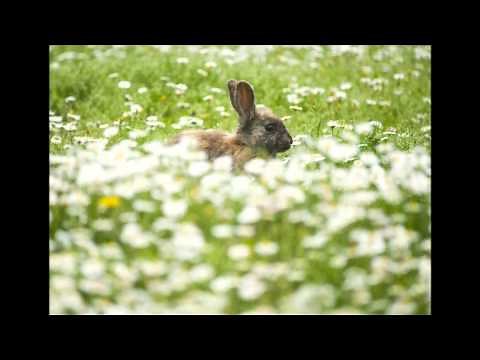 伊藤康英 歌曲 「貝殻のうた」