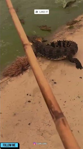 crocodile #crocodile #crocodiles #trending #reel