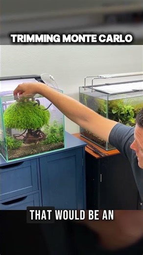 Easy Bonsai Scape with Monte Carlo!