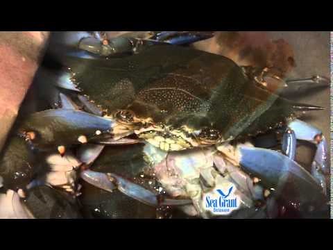 15 Second Science - Why do blue crabs turn red when cooked?