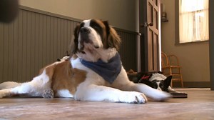 7.7K views · 48 reactions | The world of acting is dog-eat-dog. | Mr. D | Facebook