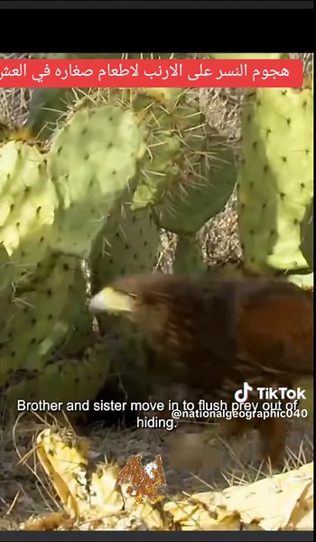 Hunting Strategy of Harris Hawks: Nature's Teamwork