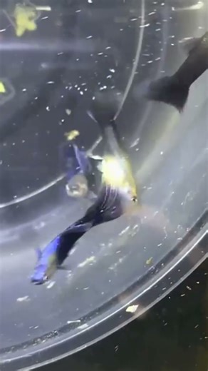 Fancy Guppy Fish | Biplab Pets World | Aquarium Fish Shorts