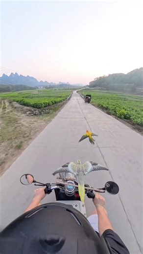 Part 2 - Free Flight Bird Training 😍♥️ #parrot #birds