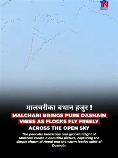 MALCHARI BRINGS PURE DASHAIN VIBESThe flocks of Malchari flying together across the open sky create a beautiful picture, with countless birds moving freely as one. The peaceful landscape, open sky and graceful flight of the birds bring a unique Dashain vibe, capturing the simple beauty and charm of rural Nepal. . . . . . . video Credit : SushilaKC #todaysnepal #malcharikaabathanhajura♥️ #dashainvibes